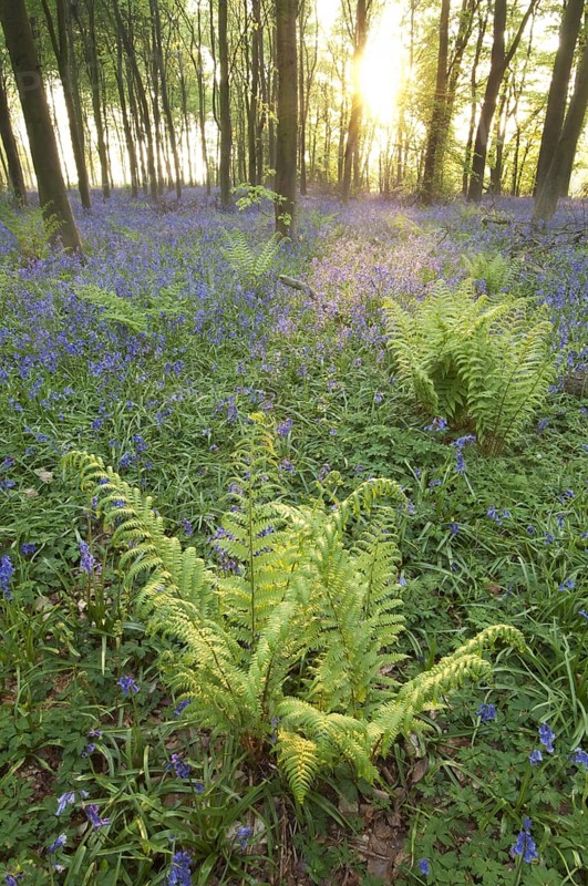 Bracken