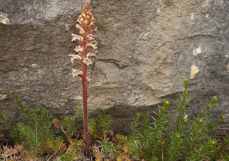 Clove-scented Broomrape