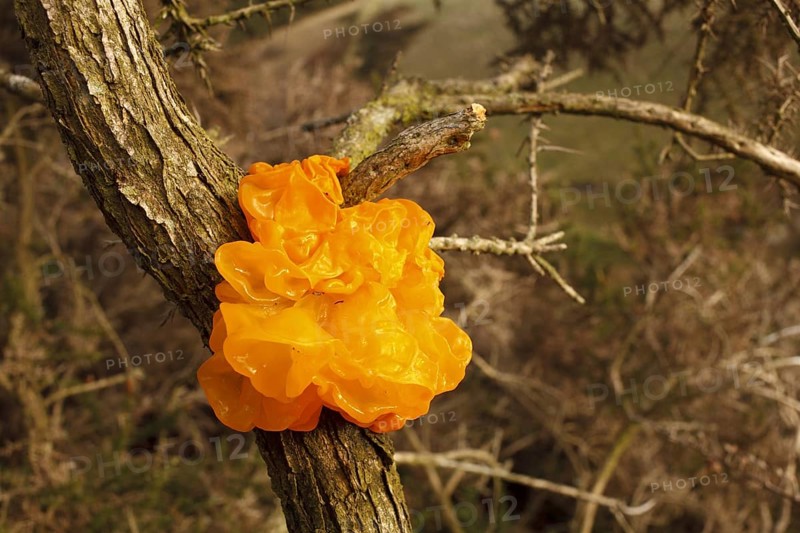 Yellow yellow brain
