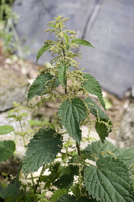 Stinging nettle