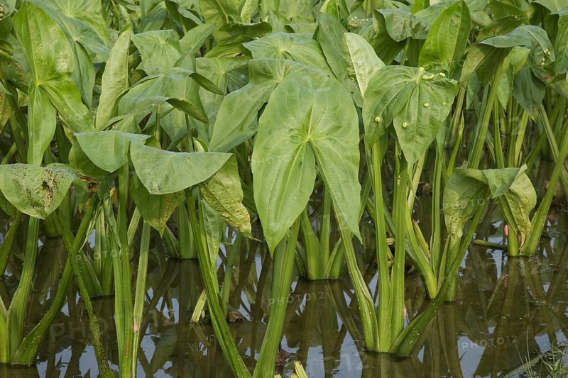 Harvest of taro