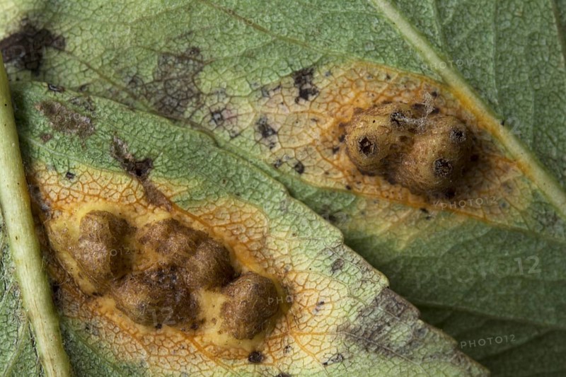 Cedar-apple Rust