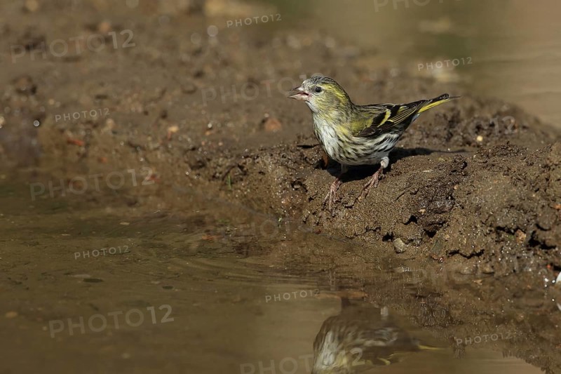 Eurasian Siskin
