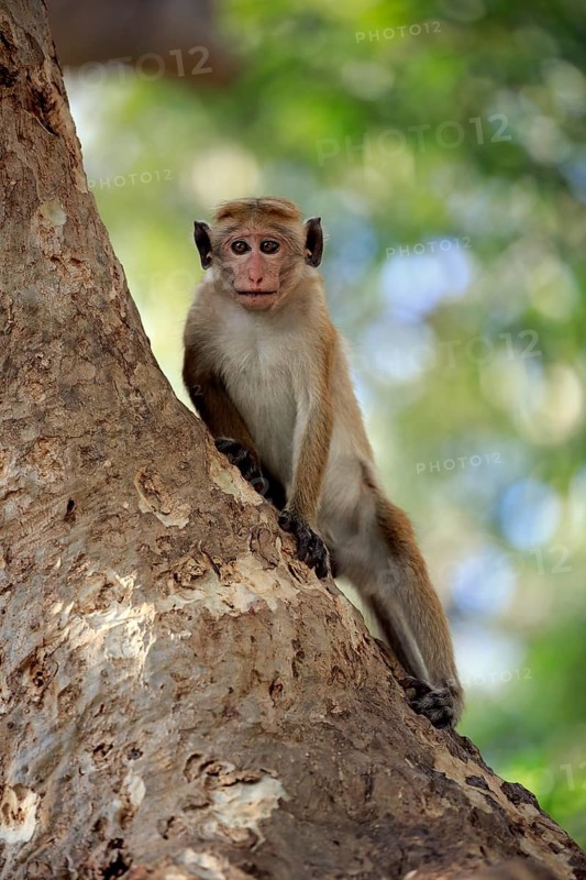 Toque macaque