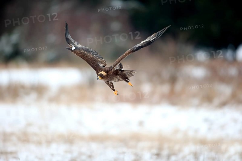 Steppe eagle