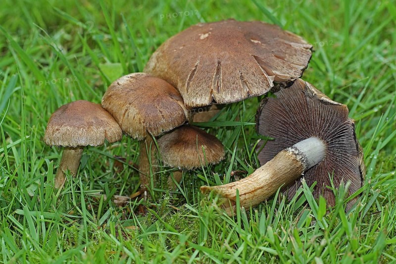 Mourning widow mushroom