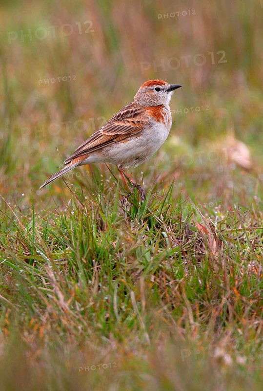 Red-capped Lark