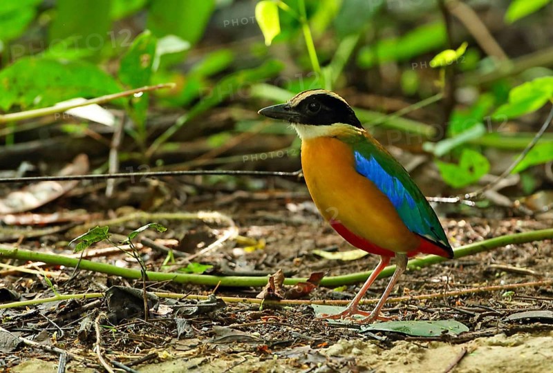 Blue-winged Pitta