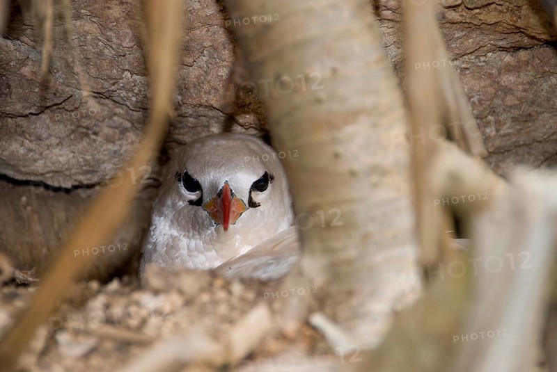 Red-tailed Tropicbird