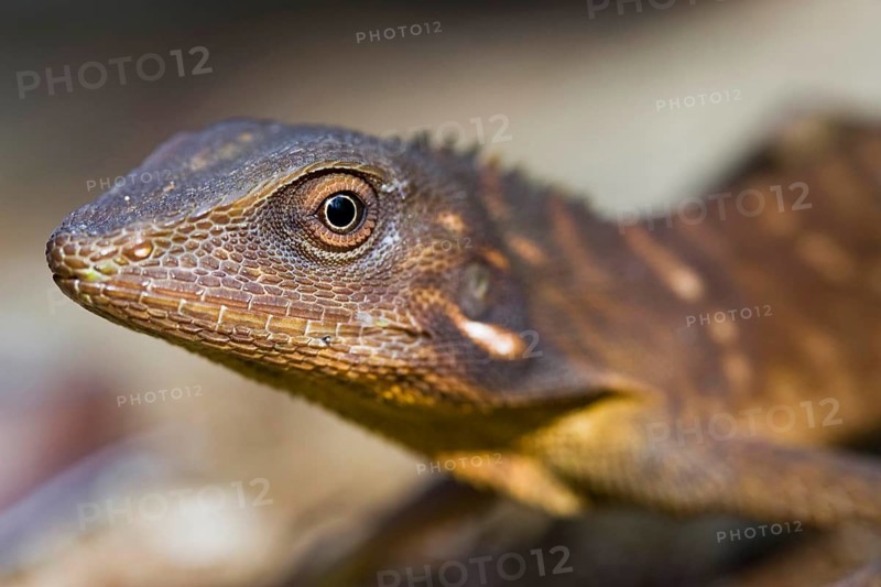 Green crested lizard