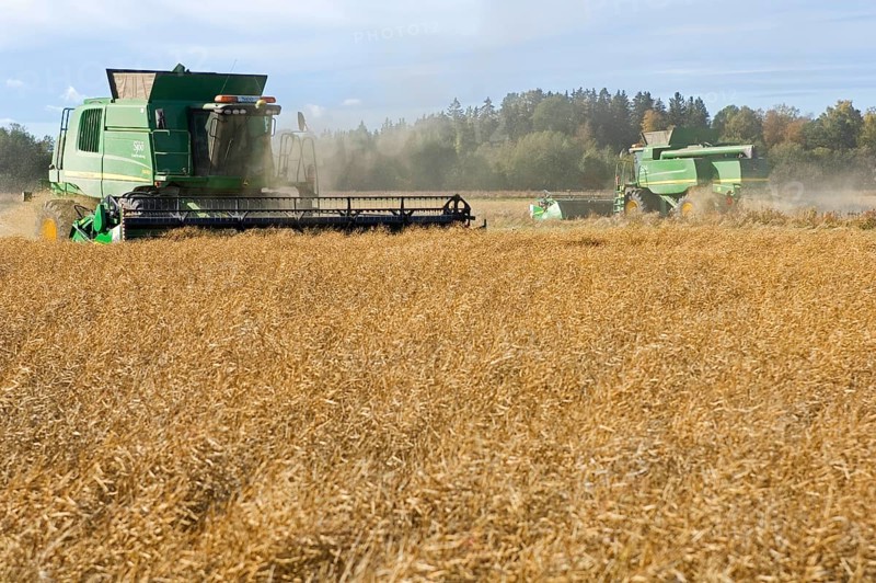 Oilseed rape