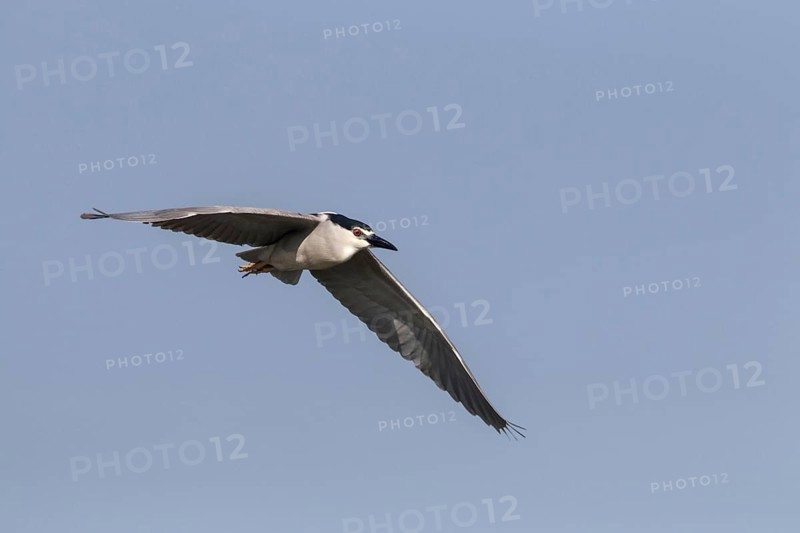 Night Heron with Black Crown Flying at Lake Kerkini Northern Greece