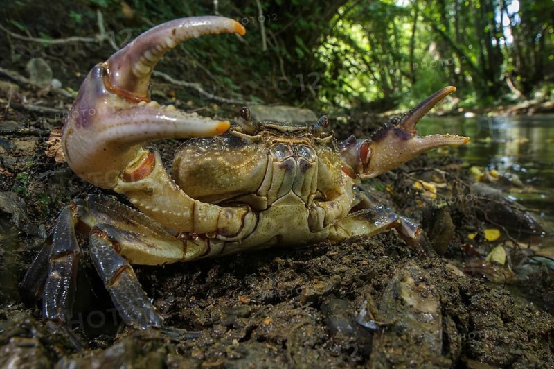 Freshwater Crab