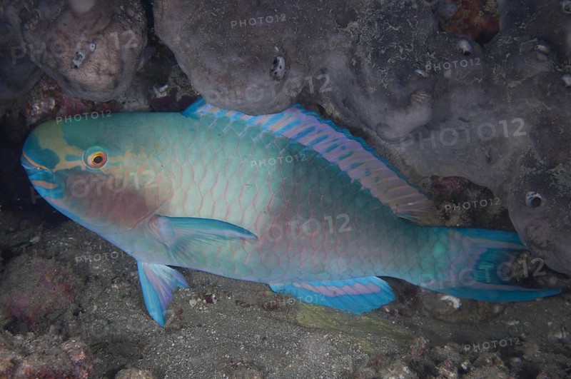 Bleeker's Parrotfish