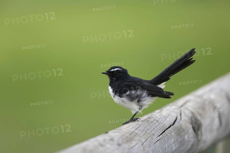 Willy wagtail