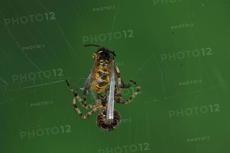Adult european garden spider