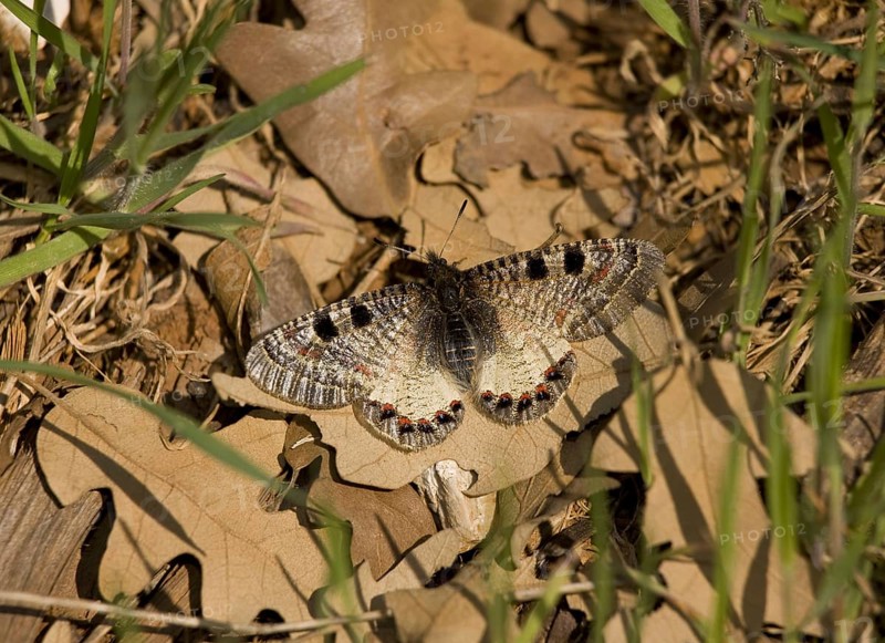 False Apollo