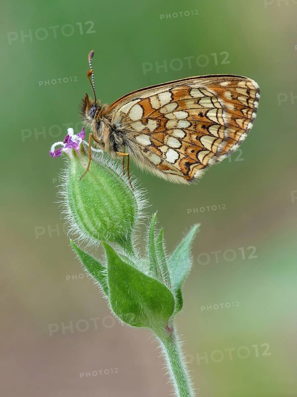 False false heath fritillary