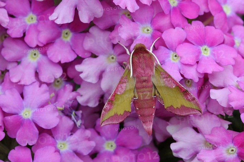 Small elephant hawk-moth