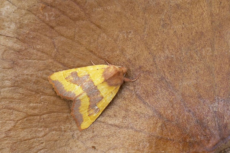 Centre-barred Sallow