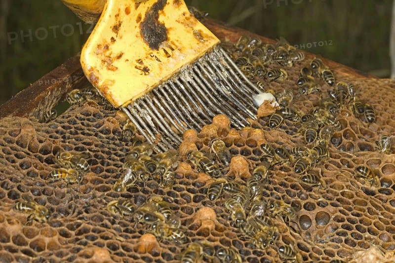 Bee keeping