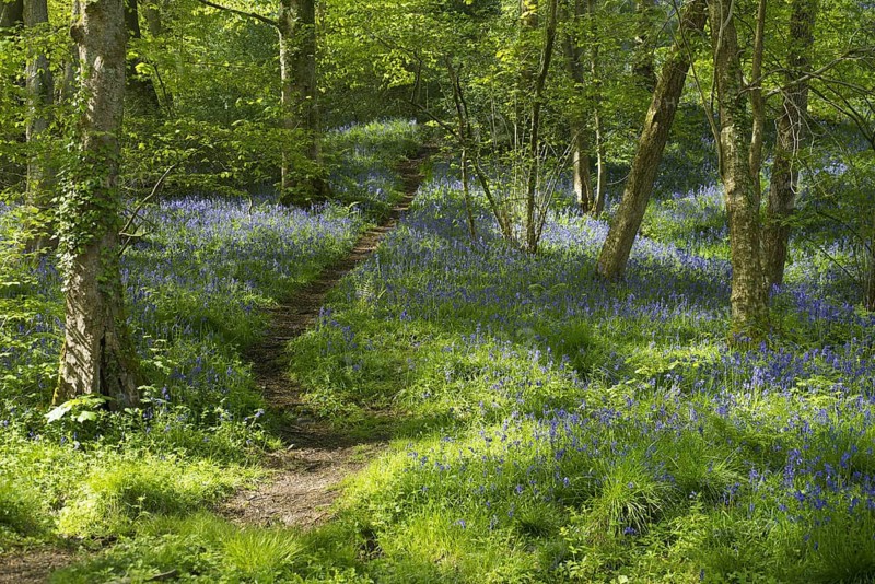 Bluebell