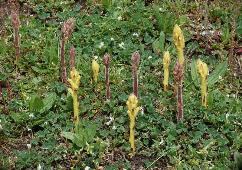 Red and yellow common broomrape