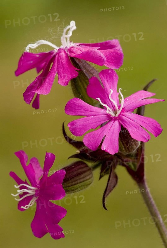 Red campion