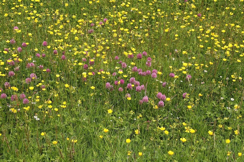 Red Clover