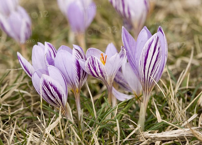 Corsican crocus