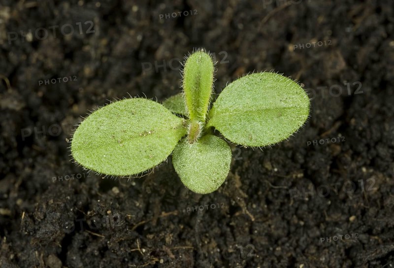 A seedling of forget-me-not