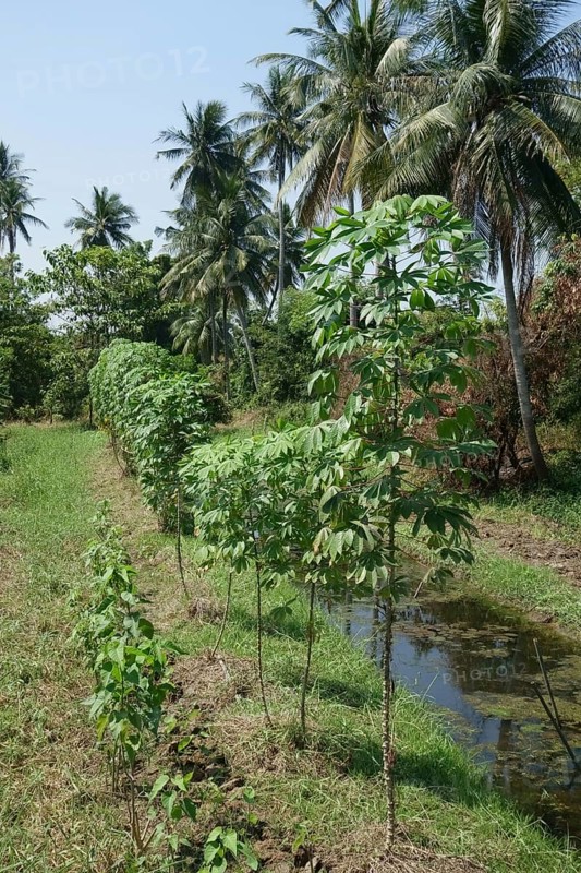 Cassava