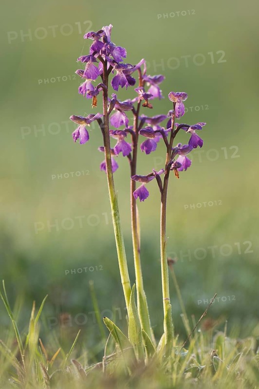 Green-winged Orchid
