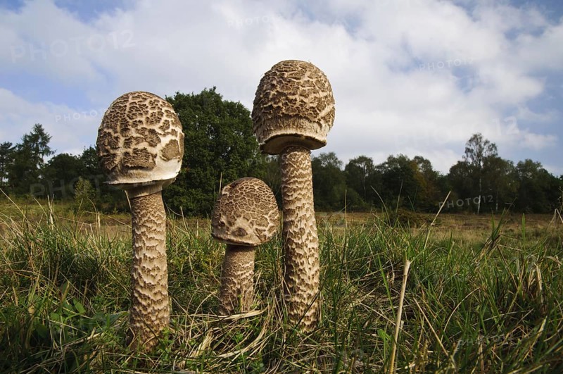 Shaggy Parasol