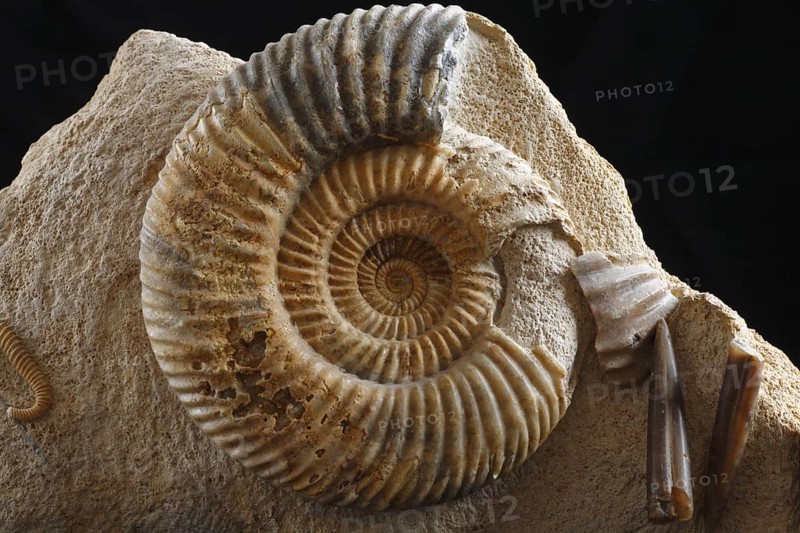 Fossil Ammonite