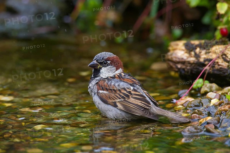 House sparrow