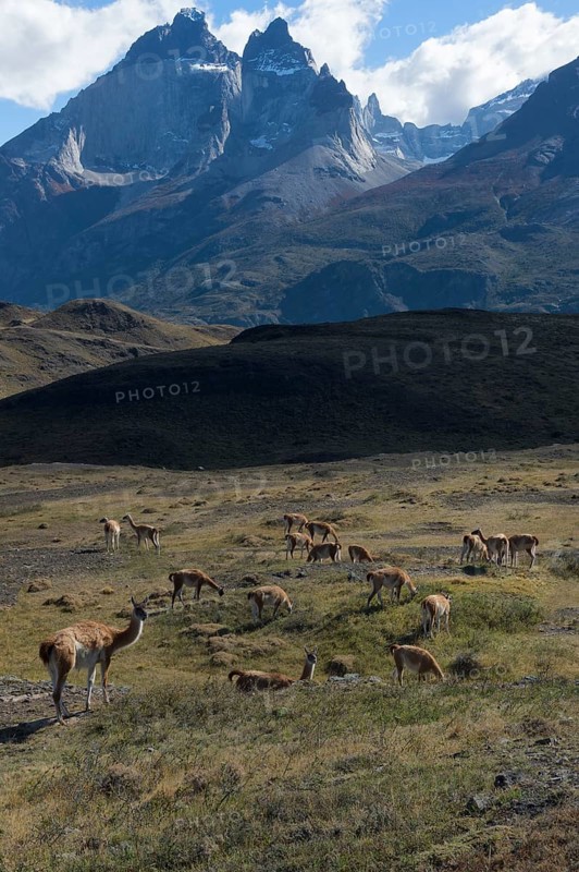 Herd of guanacos grazing in the steppe of Torres del Paine National Park