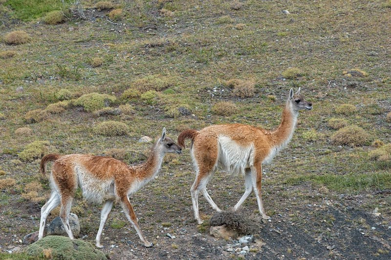 Guanacos