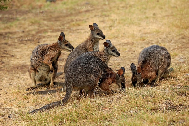 Tammar Wallaby