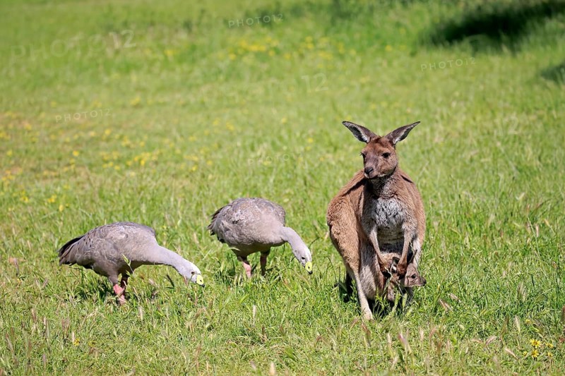 Eastern grey kangaroo