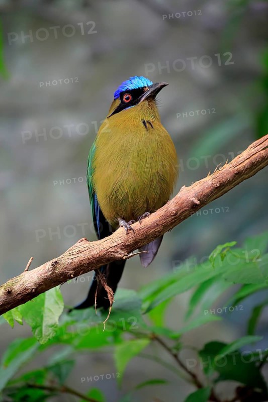 Blue Crowned Motmot