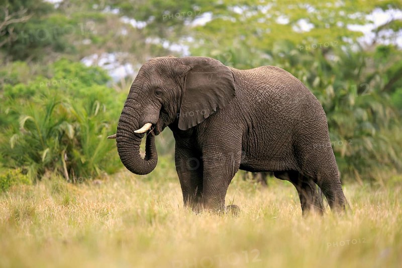 African elephant
