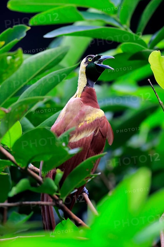 Lesser Bird of Paradise