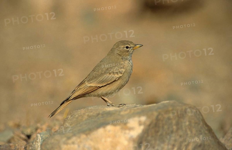 Rock Lark