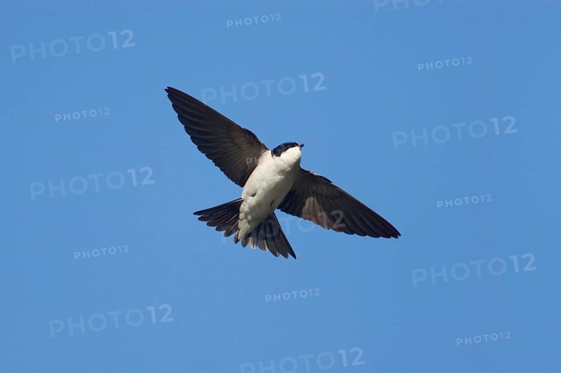 Common house martins