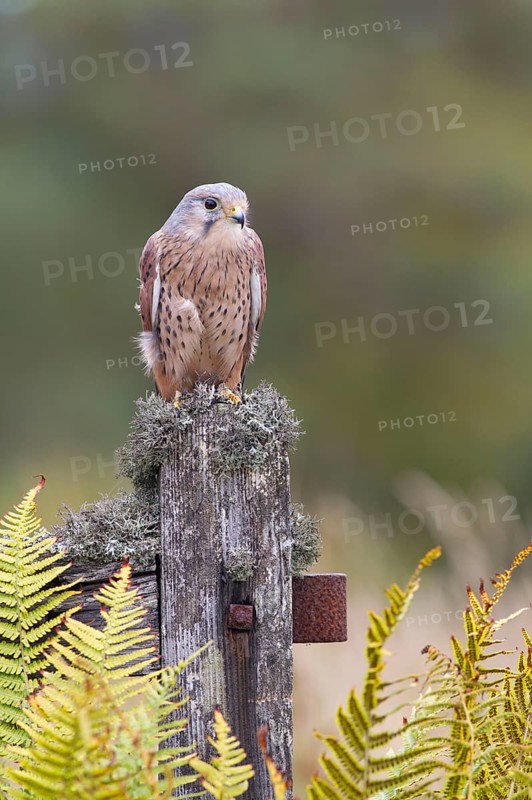 Common common kestrel