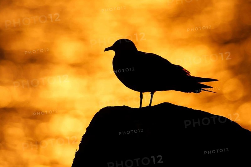 Arctic skuas