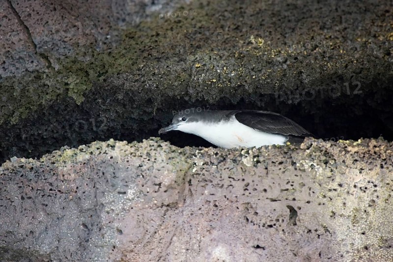 Audubon's shearwater