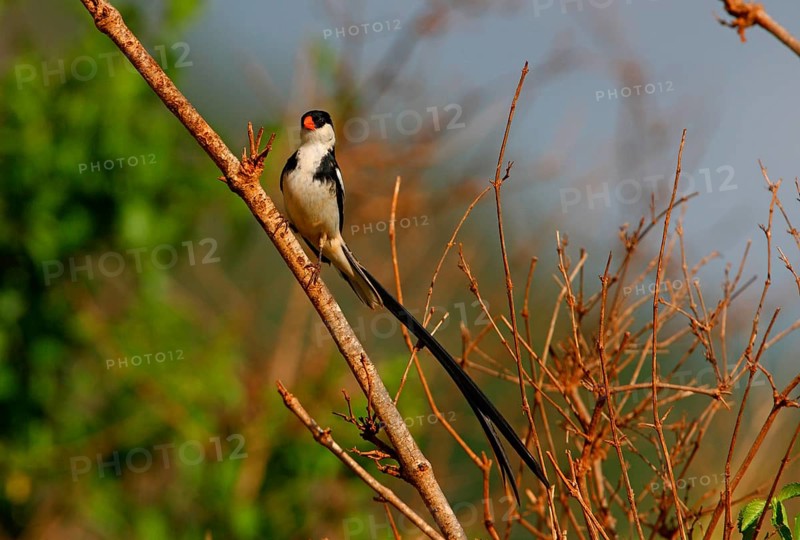 Pin-tailed Whydah