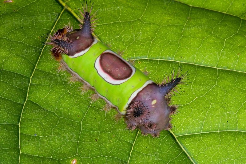 Saddleback Moth